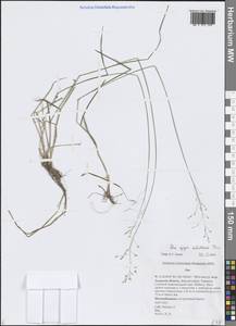 Мятлик разноцветный Besser, Сибирь, Дальний Восток (S6) (Россия)