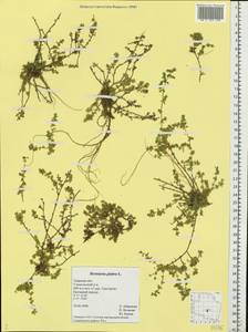 Грыжник голый L., Восточная Европа, Северо-Западный район (E2) (Россия)
