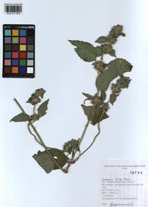 Пикульник двунадрезанный, Жабрей Boenn., Сибирь, Алтай и Саяны (S2) (Россия)