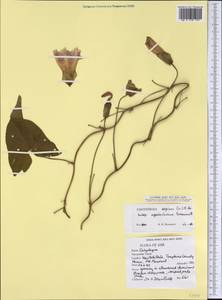 Calystegia sepium subsp. appalachiana Brummitt, Америка (AMER) (США)