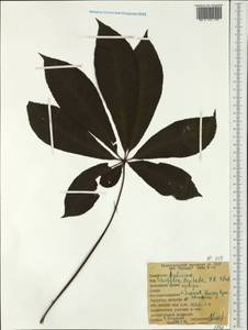Schefflera digitata J. R. Forst. & G. Forst., Австралия и Океания (AUSTR) (Новая Зеландия)