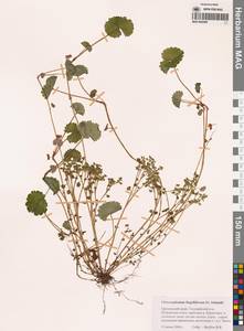 Селезеночник усатый F.Schmidt, Сибирь, Дальний Восток (S6) (Россия)