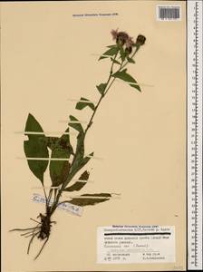 Centaurea phrygia subsp. salicifolia (M. Bieb. ex Willd.) Mikheev, Кавказ, Северная Осетия, Ингушетия и Чечня (K1c) (Россия)