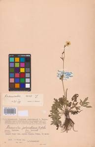 Лютик едкий L., Восточная Европа, Центральный район (E4) (Россия)