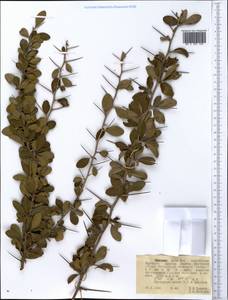Magnoliopsida, Африка (AFR) (Эфиопия)