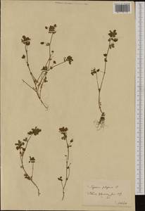 Trifolium micranthum Viv., Западная Европа (EUR) (Швеция)