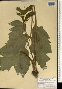 Heracleum persicum Desf., Зарубежная Азия (ASIA) (Иран)