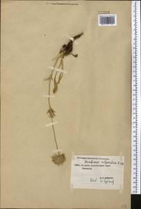 Lomelosia alpestris (Kar. & Kir.) Soják, Средняя Азия и Казахстан, Северный и Центральный Тянь-Шань (M4) (Киргизия)