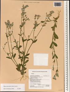 Silene rubella subsp. segetalis (Dufour) Nyman, Зарубежная Азия (ASIA) (Кипр)