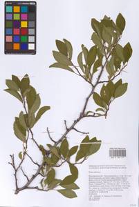 Слива колючая, Терн L., Восточная Европа, Нижневолжский район (E9) (Россия)