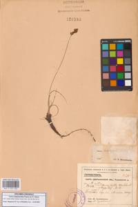 Carex subphysodes Popov ex V.I.Krecz., Средняя Азия и Казахстан, Сырдарьинские пустыни и Кызылкумы (M7) (Узбекистан)