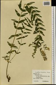 Шлемник байкальский Georgi, Сибирь, Дальний Восток (S6) (Россия)