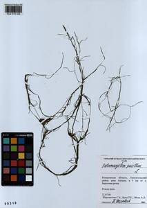 Рдест маленький L., Сибирь, Алтай и Саяны (S2) (Россия)