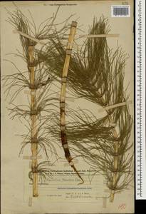Хвощ большой Ehrh., Кавказ, Азербайджан (K6) (Азербайджан)
