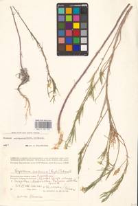 Erysimum quadrangulum Desf., Восточная Европа, Нижневолжский район (E9) (Россия)