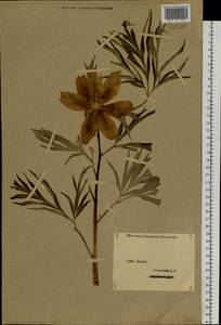 Пион уклоняющийся, Марьин корень L., Сибирь, Западный (Казахстанский) Алтай (S2a) (Казахстан)