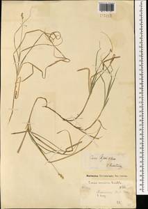 Осока Ильина V.I.Krecz., Монголия (MONG) (Монголия)