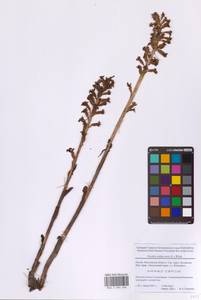 Гнездовка настоящая, Гнездовка обыкновенная (L.) Rich., Восточная Европа, Московская область и Москва (E4a) (Россия)