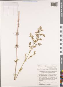 Cynanchica rumelica (Boiss.) P.Caputo & Del Guacchio, Восточная Европа, Нижневолжский район (E9) (Россия)