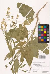 Гулявник волжский M.Bieb. ex E.Fourn., Восточная Европа (без точных пунктов) (E0)