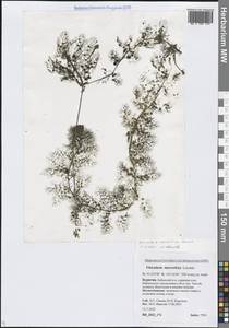 Пузырчатка крупнокорневая Leconte, Сибирь, Прибайкалье и Забайкалье (S4) (Россия)