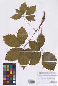 Девичий виноград пятилисточковый (L.) Planch., Восточная Европа, Московская область и Москва (E4a) (Россия)