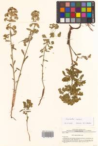 Молочай острый, Сибирь, Дальний Восток (S6) (Россия)