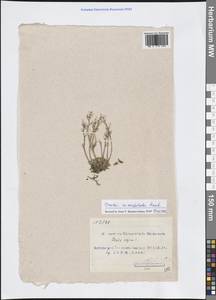 Draba micropetala Hook., Западная Европа (EUR) (Шпицберген и Ян-Майен)
