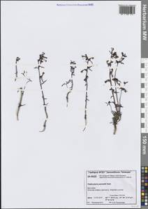 Мытник Пеннелла Hultén, Сибирь, Центральная Сибирь (S3) (Россия)