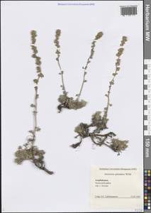 Полынь блестящая Willd., Кавказ, Азербайджан (K6) (Азербайджан)