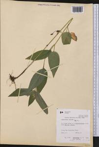 Вербейник реснитчатый L., Америка (AMER) (Канада)