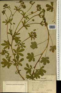 Potentilla lazica Boiss. & Balansa, Зарубежная Азия (ASIA) (Турция)