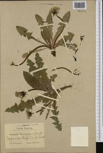 Taraxacum triangulare H. Lindb., Западная Европа (EUR) (Швеция)