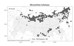 Micranthes foliolosa, Камнеломка листочковая (R. Br.) Gornall, Атлас флоры России (FLORUS) (Россия)