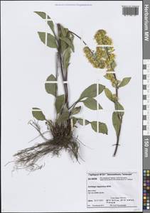 Solidago virgaurea subsp. lapponica (With.) Tzvelev, Сибирь, Центральная Сибирь (S3) (Россия)