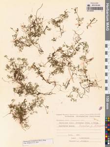Ranunculus mongolicus (Krylov) Serg., Сибирь, Чукотка и Камчатка (S7) (Россия)
