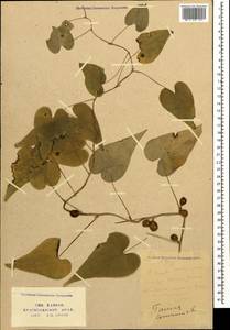 Диоскорея обыкновенная, Тамус обыкновенный (L.) Caddick & Wilkin, Кавказ, Краснодарский край и Адыгея (K1a) (Россия)