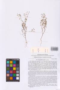 Песколюбочка постенная (L.) Ikonn., Восточная Европа, Северо-Украинский район (E11) (Украина)