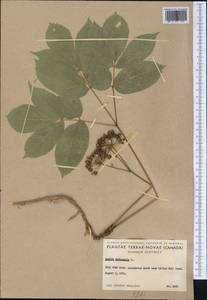 Aralia nudicaulis L., Америка (AMER) (Канада)