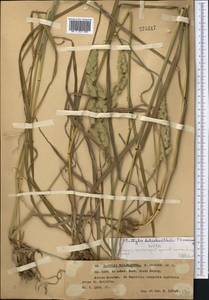 Ежа сборная L., Средняя Азия и Казахстан, Западный Тянь-Шань и Каратау (M3) (Казахстан)