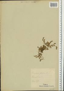 Грыжник голый L., Восточная Европа, Эстония (E2c) (Эстония)