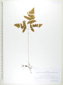 Голокучник иезский (Koidz.) Koidz., Сибирь, Дальний Восток (S6) (Россия)