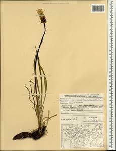 Takhtajaniantha austriaca (Willd.) Zaika, Sukhor. & N. Kilian, Монголия (MONG) (Монголия)