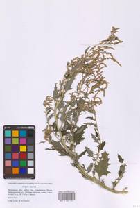 Лебеда татарская L., Восточная Европа, Московская область и Москва (E4a) (Россия)