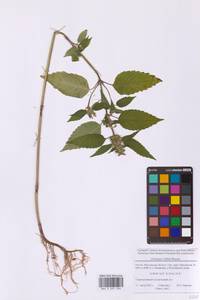 Пикульник двунадрезанный, Жабрей Boenn., Восточная Европа, Московская область и Москва (E4a) (Россия)