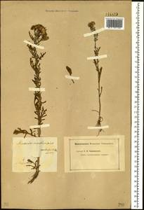 Jacobaea ambracea (Turcz. ex DC.) B. Nord., Сибирь, Прибайкалье и Забайкалье (S4) (Россия)