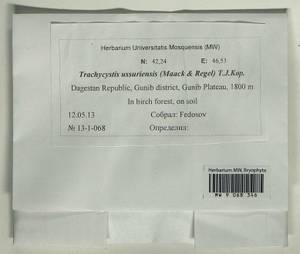 Trachycystis ussuriensis (Regel & Maack) T.J. Kop., Гербарий мохообразных, Мхи - Северный Кавказ и Предкавказье (B12) (Россия)