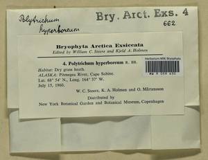 Polytrichum hyperboreum R. Br., Гербарий мохообразных, Мхи - Америка (BAm) (США)