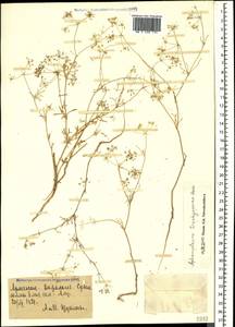 Неяснореберник шероховатоплодный Boiss., Кавказ, Армения (K5) (Армения)