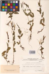 Epilobium parviflorum × roseum, Восточная Европа, Северо-Западный район (E2) (Россия)